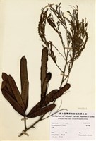藏品(銀合歡)的圖片